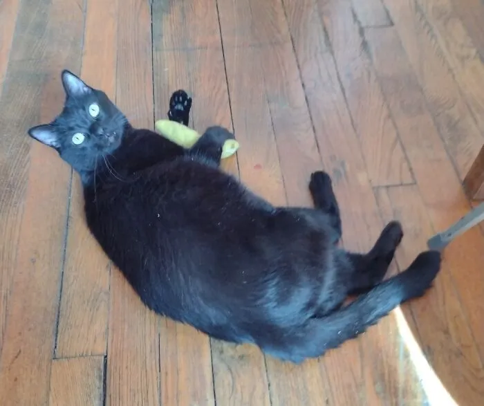Nero And His Favorite Banana Toy