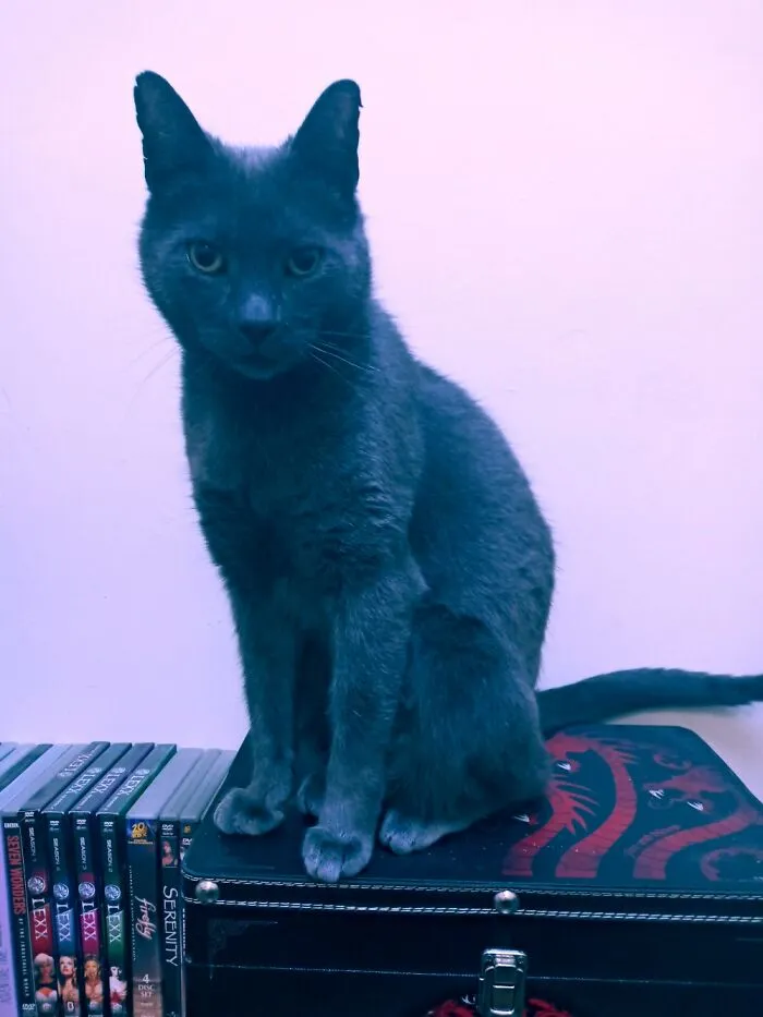 My Lil Boi, Knuckles