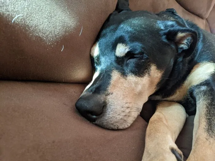 My Dog Chace :) He Is One Sleepy Boi