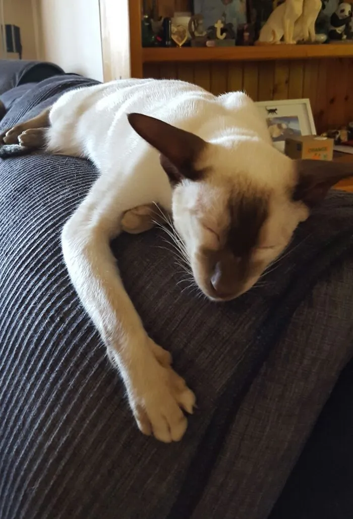 Our Boy Willow