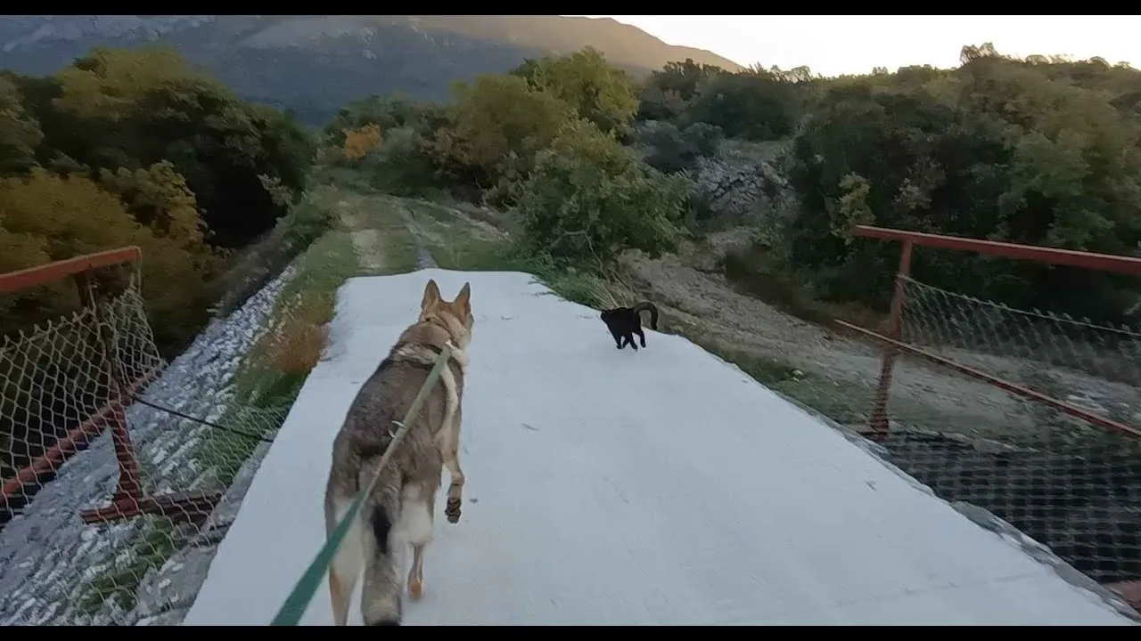 I Love Walking A Wolfdog With My 2 Cats In Beautiful Croatia