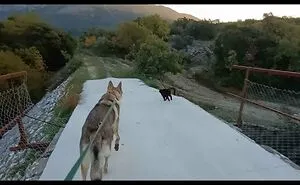 I Love Walking A Wolfdog With My 2 Cats In Beautiful Croatia