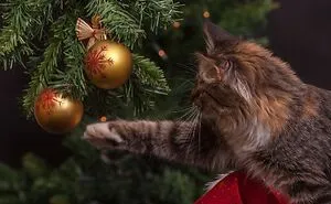 A Gorgeous Christmas Tree With Red Glass Balls And Light Garlands Peeks Out From The Branches With A Cat Wearing A Santa Hat.