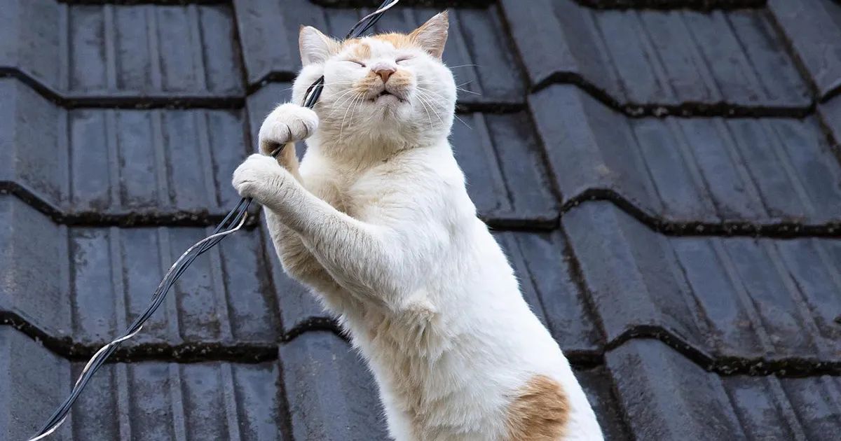50 Fotos divertidamente adorables de gatos callejeros captadas por este fotógrafo japonés (50 nuevas fotos)