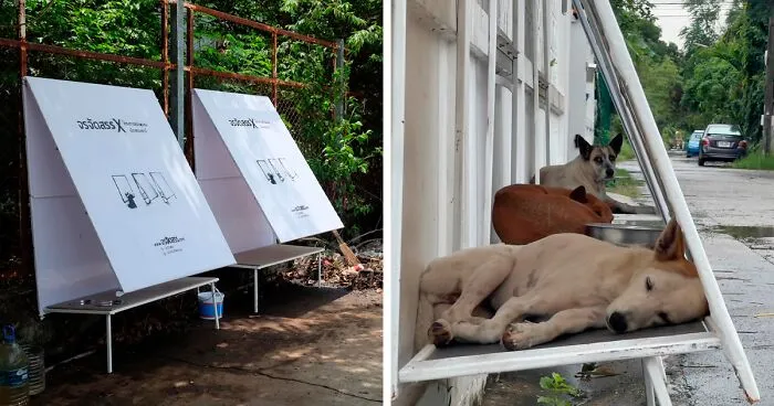 50 Genius Pet Inventions You Didn't Know You Needed To Be The Coolest Pet Owner