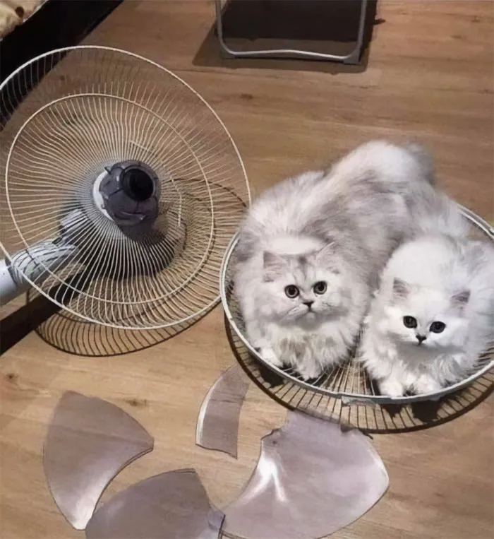 They’re Huge Fans