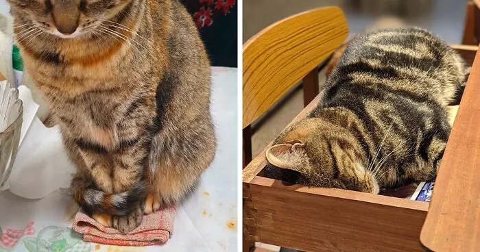 50 Times Cats Hilariously Fell For The "Traps" Their Owners Used To Catch Them (New Pics)