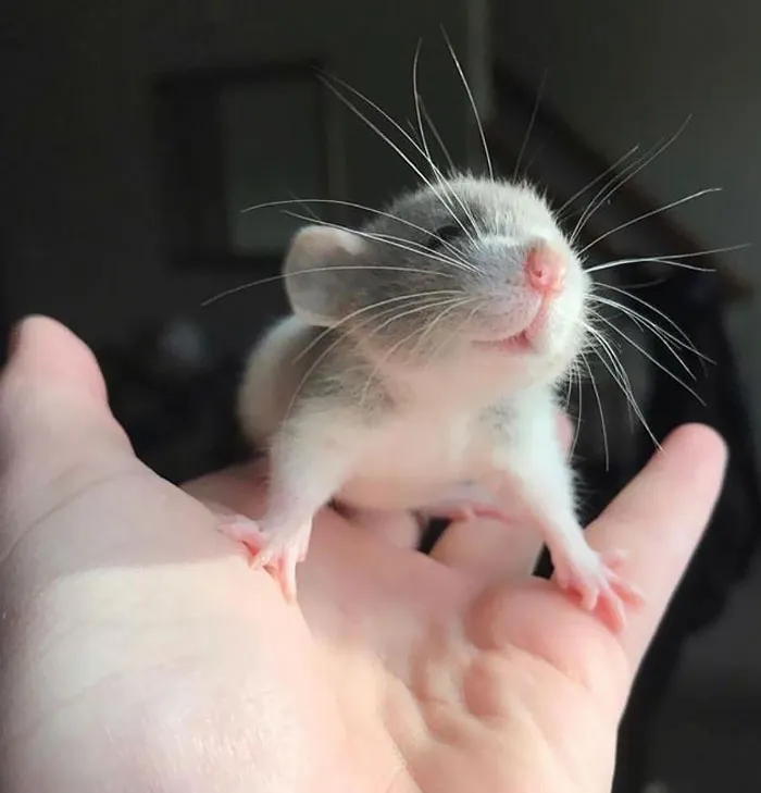 "I Smell Cheese"