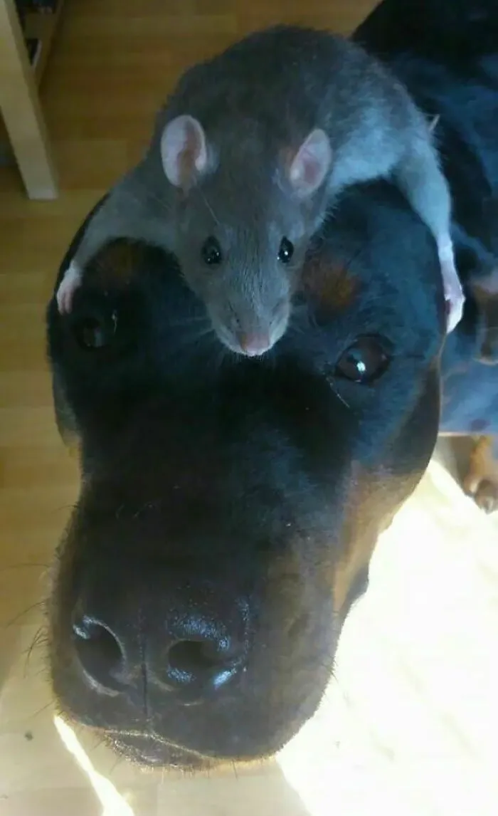 He Has His Thinking Rat On