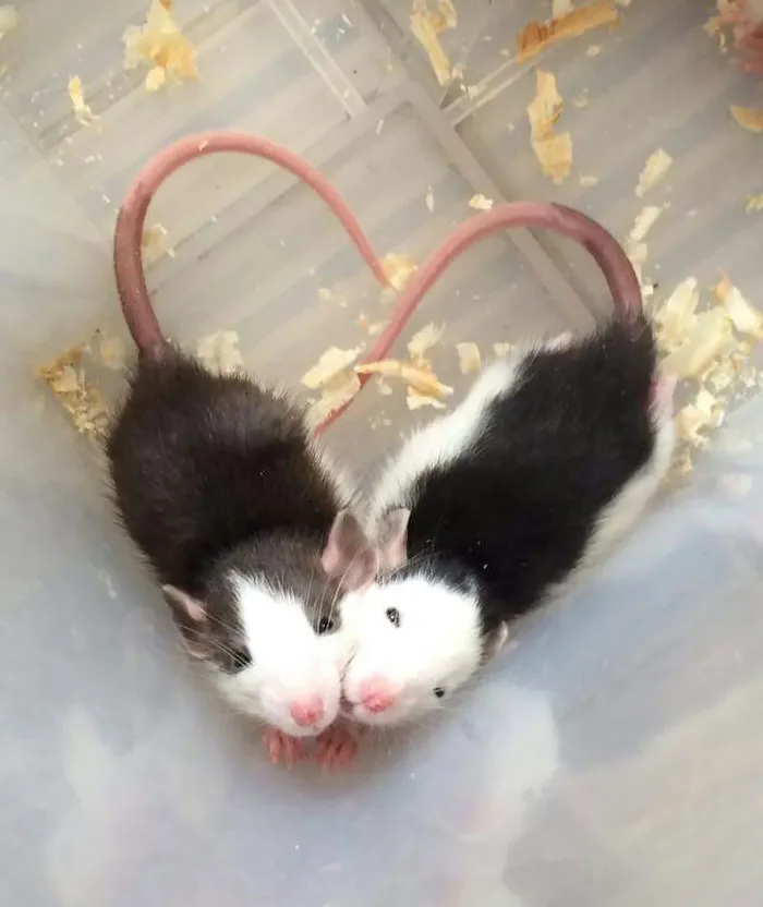 Rats Can Be Cute