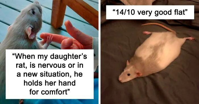 50 Adorable Pics That Might Convince You That You Need A Pet Rat (New Pics)