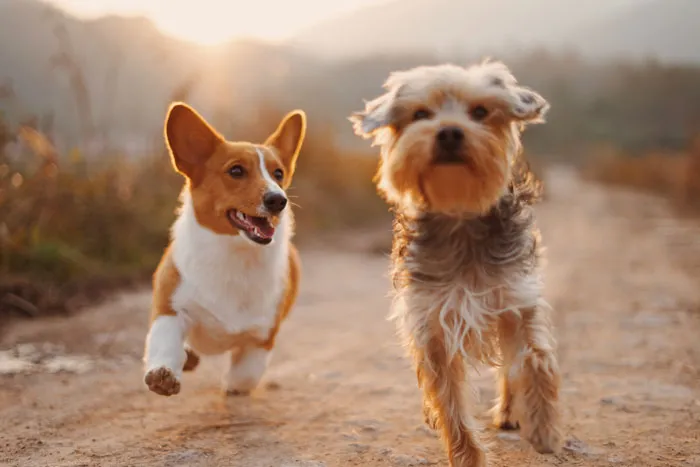 Double Doggy Date