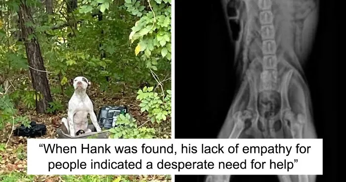 Abandoned Puppy Gets Another Chance At Happiness When Loving People Take Him Into Their Care