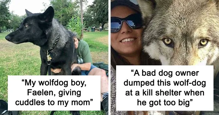 48 Wolf-Like Dogs That Are Actually Just Big Floofs