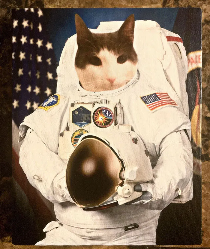 Para Navidad, mi novio me regaló una foto de nuestro gato Wasabi como astronauta. Me parece que ustedes podrían apreciarla tanto como yo
