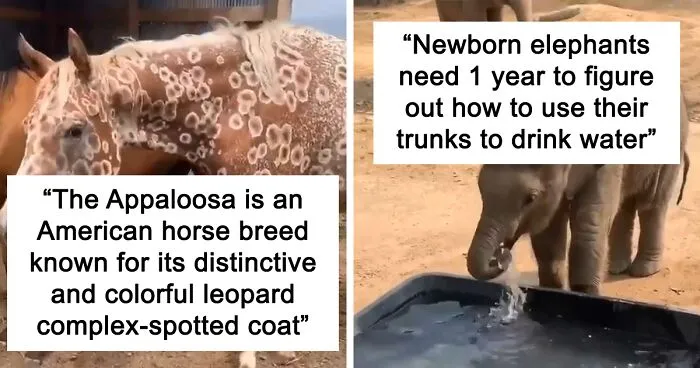 40 Lesser-Known Facts About Animals That Made People Say ‘Aww’ (New Pics)