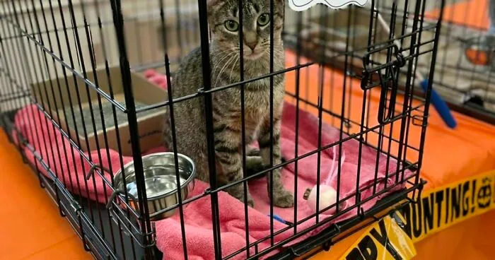 This Cat Saw All Her Friends Being Adopted At An Event Except Her