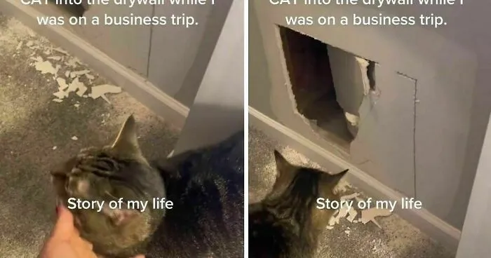 A Cat Is Rescued From The Wall After A Bathroom Renovation
