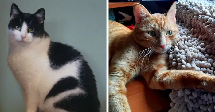 Hey Pandas, Post The Best Photo Of Your Cat (Closed)