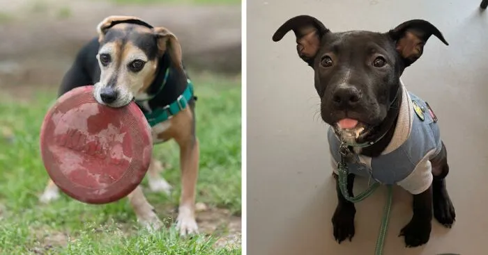 Adorable Dogs For Adoption At Hope Animal Rescue