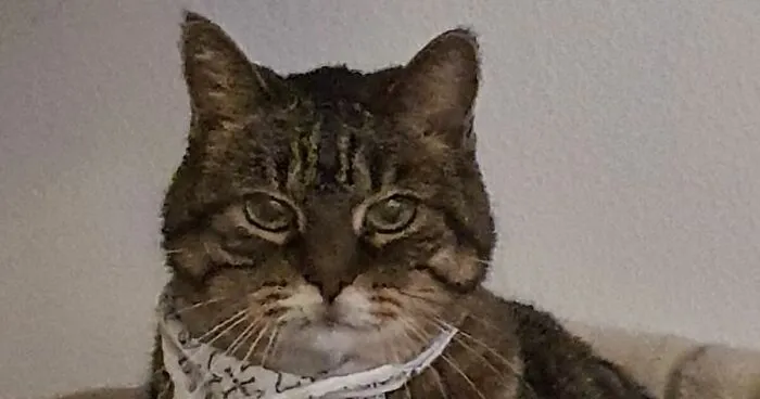 Hey Pandas, What Would Your Pet's Cv Pic Look Like? (Closed)