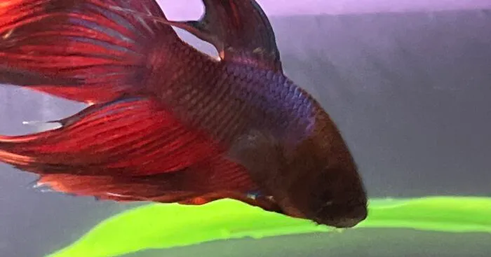 Hey Pandas, Post A Picture Of Your Fish