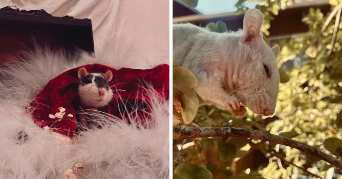 I Document My Rats' Adventures Through My iPhone 11, Here Are 10 Of My Favorite Pics
