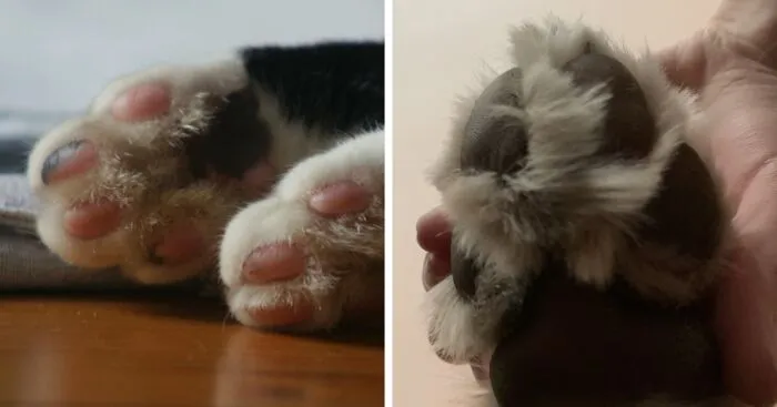 Hey Pandas, Show Us A Picture Of Your Pet’s Toe Beans (Closed)