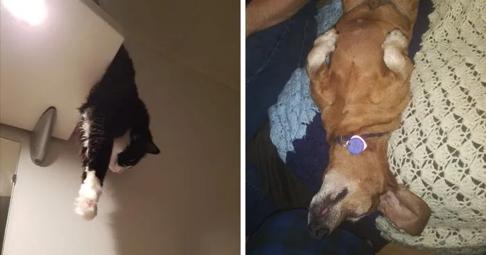 Hey Pandas, Post A Picture Of Your Pet Looking Like Some Spilled Liquid (Closed)