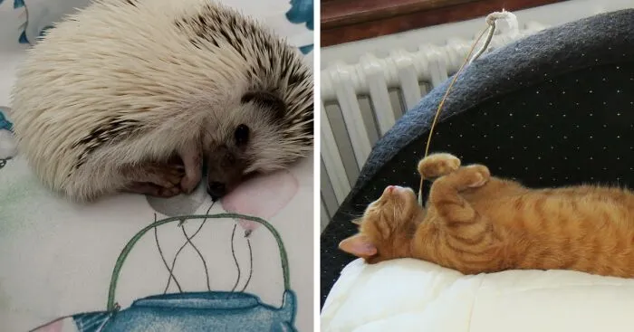 Hey Pandas, Show Me A Photo Of Your Sleepy Pets