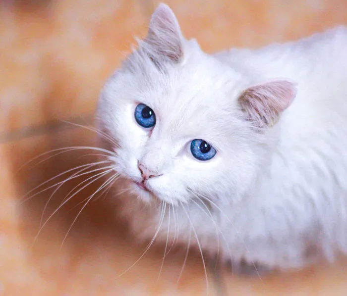 Researchers Found That Upwards Of 65 To 85% Of White Cats With Blue Eyes Are Deaf