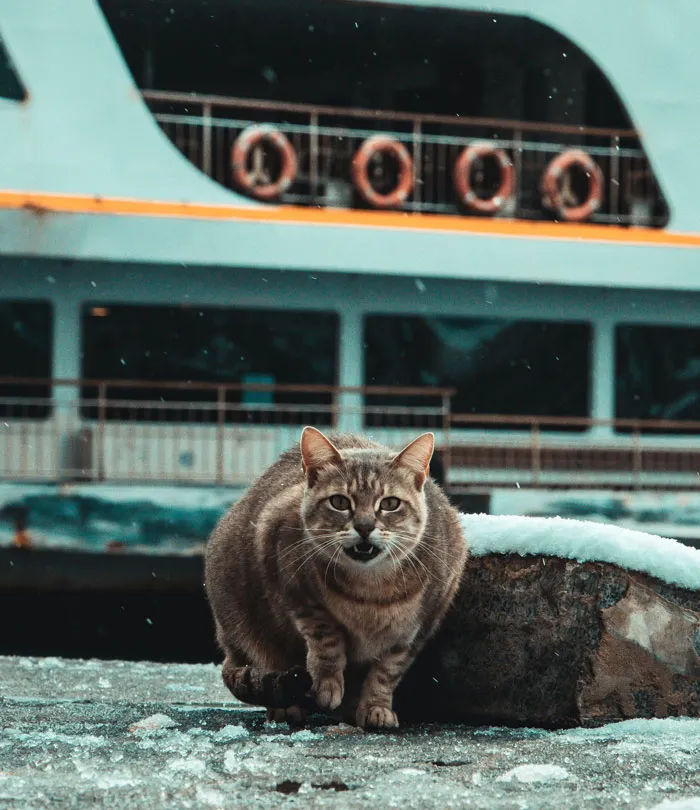 A Cat Survived Three Sinking Ships In WW2 And Was Named Unsinkable Sam