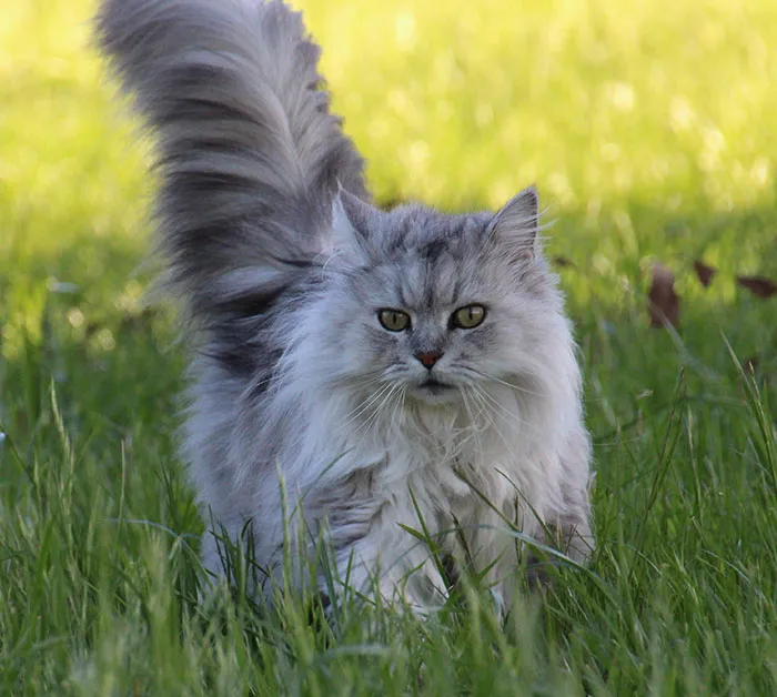 Cats Run Around After Using A Litterbox Due To Instictive Behavior Against Predators