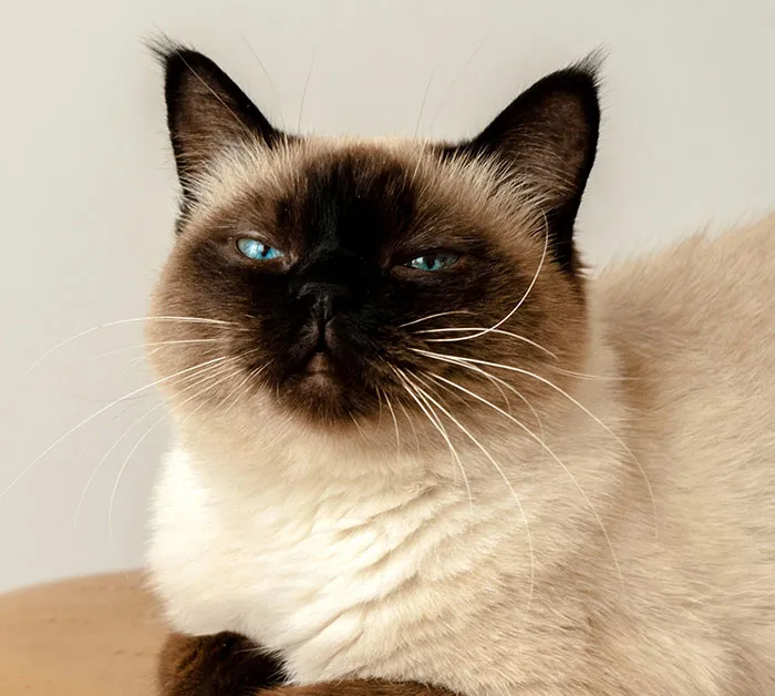Siamese Kitten Fur Color Changes Depending On Body Temperature