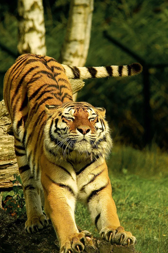 Your Cat At Home Shares 95% DNA With A Tiger