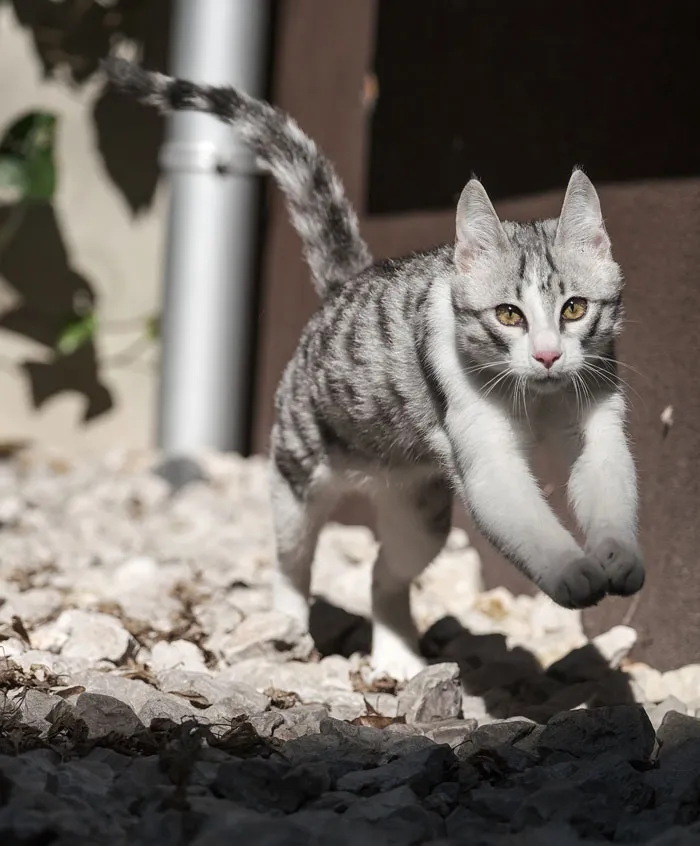A House Cat Is Much Faster Than You And Can Reach Speeds Of Up To 30 Mph