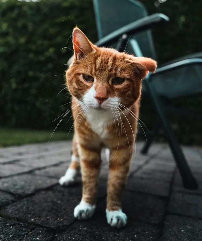 The Oldest Cat In The World Was 38 Years And 3 Days Old