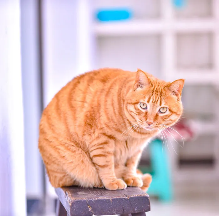Your Cat Knows Your Voice, But Most Of The Time Ignores It