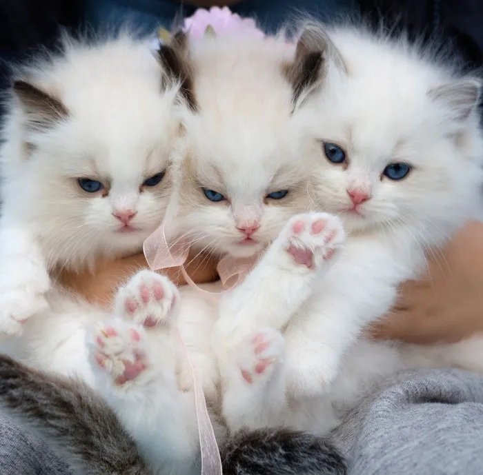 Abraham Lincoln Kept Three Cats In The White House