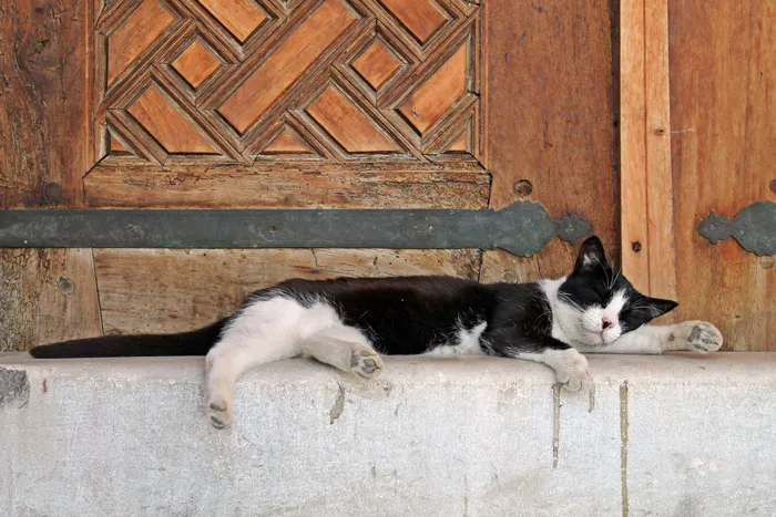 Cats Spend Between 12 To 18 Hours Sleeping A Day