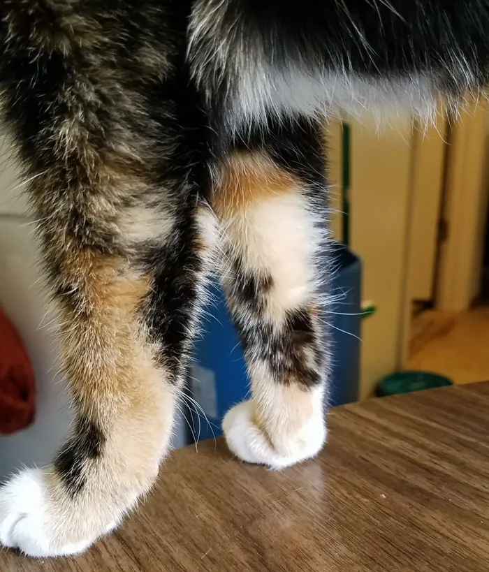 Cats Also Have Whiskers On The Back Of Their Front Legs