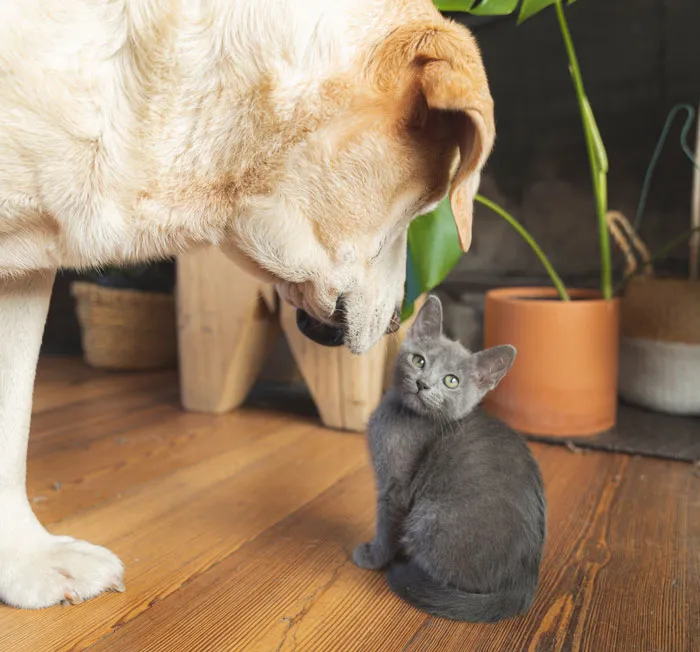 Cats Can Solve Problems Better Than Dogs
