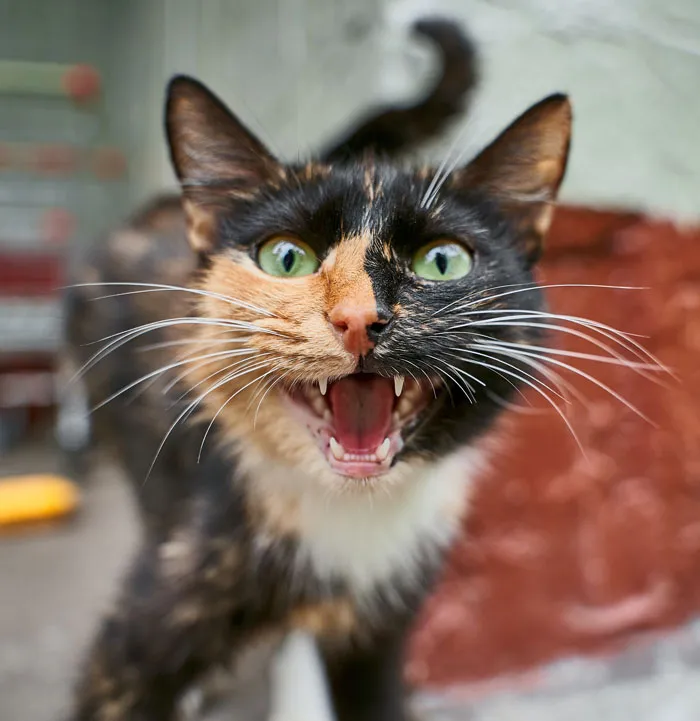 Adult Cats Meow Primarily To Communicate With Humans, But Rarely With Other Animals