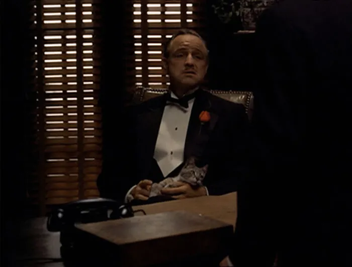 The Cat Marlon Brando Was Holding In The Opening Scene Of "The Godfather"  Was A Stray Cat