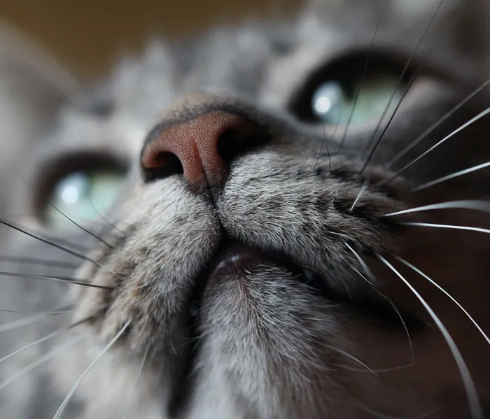 Cats Have A Unique Pattern On Their Nose, Which Can Be Used To Identify Them