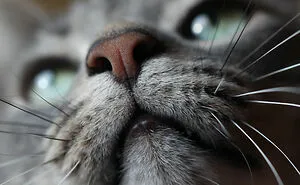 50 Fun Facts About Cats To Sink Your Claws Into