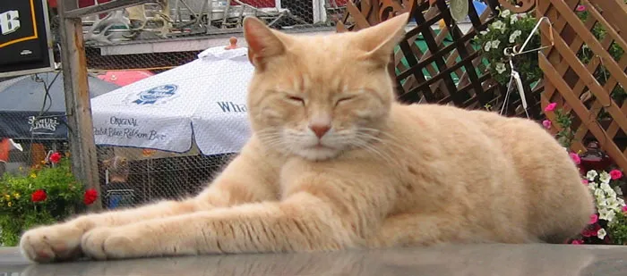 Cat Called Stubbs Has Been Honorary Mayor Of An Alaskan Town For 20 Years