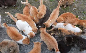 50 Fun Facts About Cats To Sink Your Claws Into