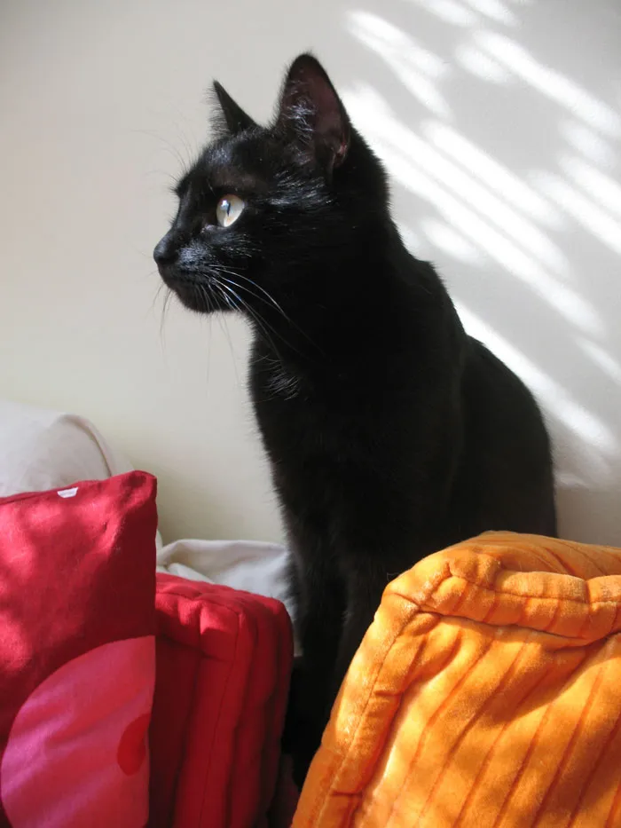 Welsh Folklore Says That Blacks Cats Bring Good Luck To A Home