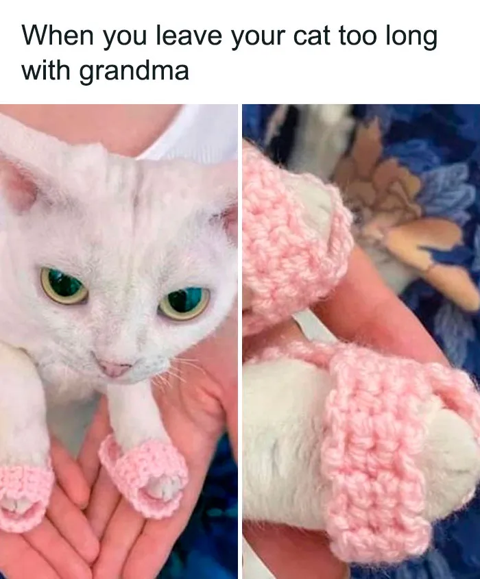 This Twitter Account Has Amassed 2.9M Followers For Sharing Wholesome Memes, Here Are 48 Of Their Best Posts (New Pics)
